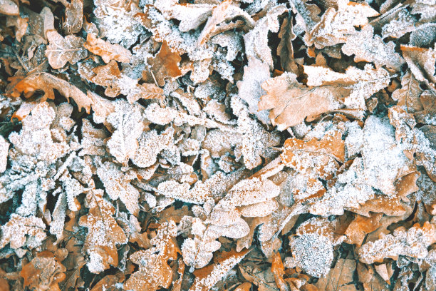 这幅风景如画的特写特写在棕色的树叶上，冬天的背景。图片下载