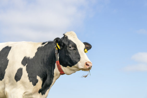 牛头中景，看起来嬉闹，看起来友好的咀嚼草叶，黑白，蓝色背景与复制空间图片下载