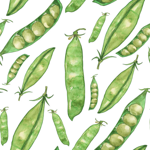 绿色豌豆荚在无缝模式孤立在白色背景。水彩手绘插图。完美的打印，数码纸，菜单，墙纸。甜豌豆。图片下载