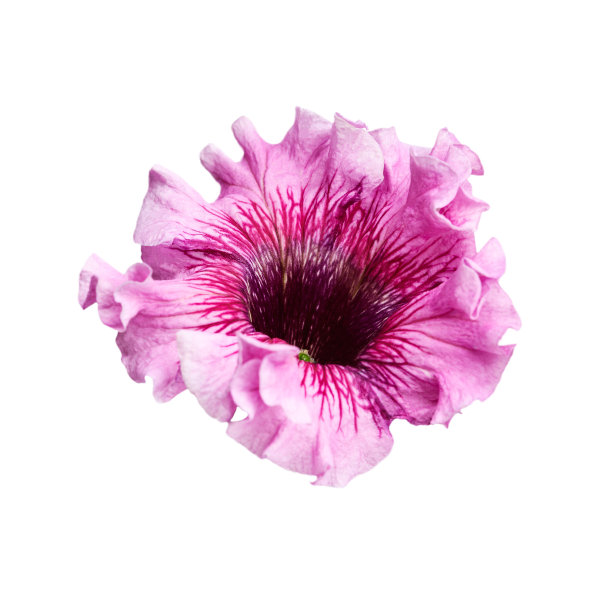 白色背景下紫色矮牵牛花的特写。为邀请横幅和卡片设计的孤立的花图片下载