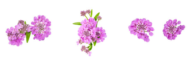 四套独立的花卉设计元素。紫色美丽的伊比利亚花在白色的背景图片下载