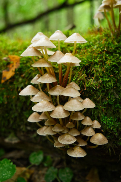 在秋天的森林里，一群蘑菇在长满青苔的树干上。危险的毒蘑菇。宏观照片。图片下载