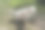 雄性金毛寻回犬小狗在房子旁边的草坪上撒尿。图片下载