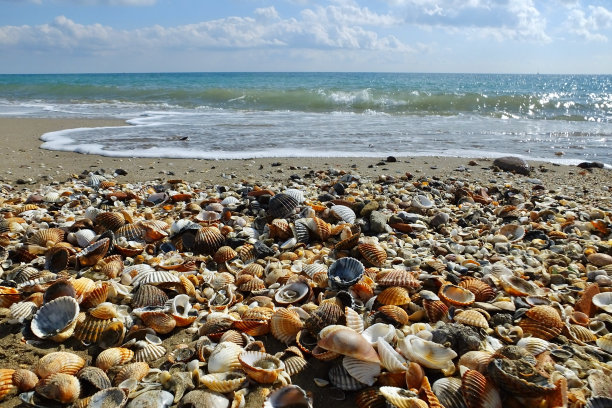 这是贝壳的特写镜头，背景是海浪图片下载