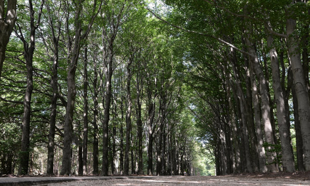 两排巨大的山毛榉树图片下载
