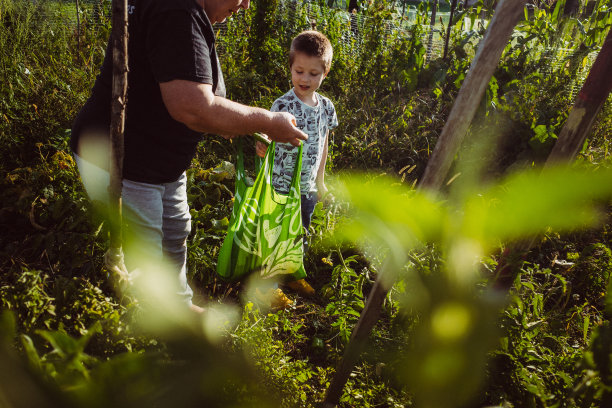 孙子和祖母在收获西红柿图片下载