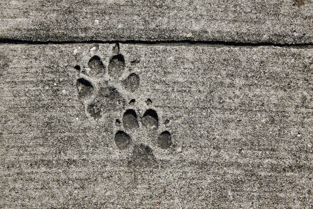 人行道上的水泥地上有狗的脚印图片下载