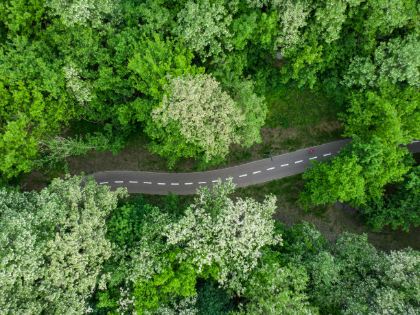 路穿过夏天的绿色森林，鸟瞰图片下载