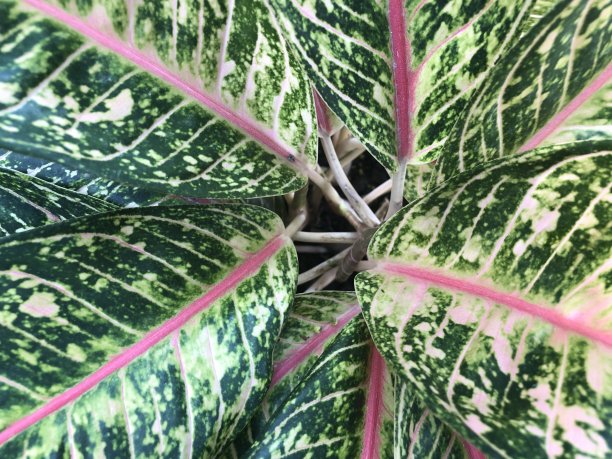 芋头花图片下载