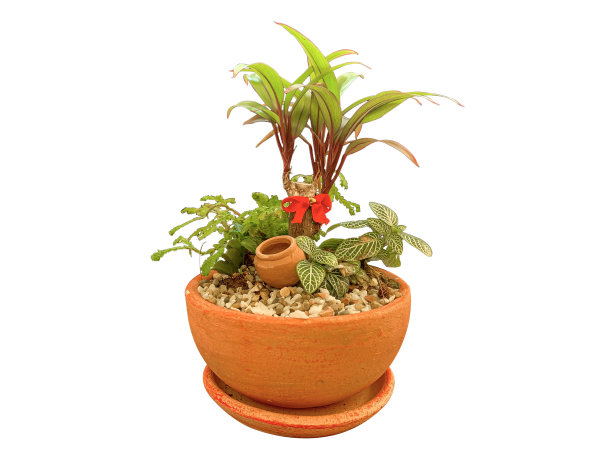 花盆中的各种植物隔离在白色背景与剪切路径。图片下载