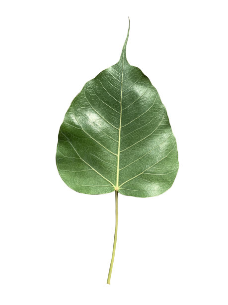 博叶心形叶尾长。在白色背景上隔离。与剪切路径图片下载