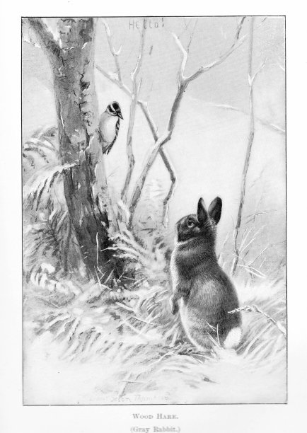 木兔，兔子，兔子图片下载