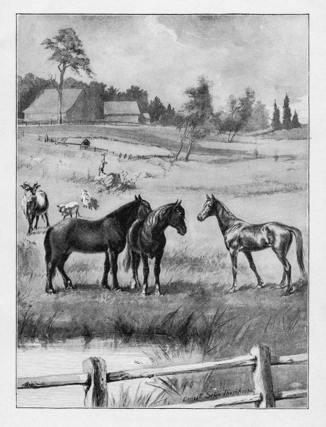 在农场，牧场牧场的马，牲畜图片下载