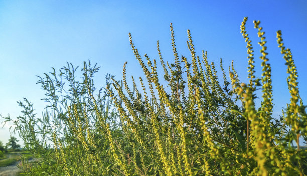豚草植物花粉过敏图片下载