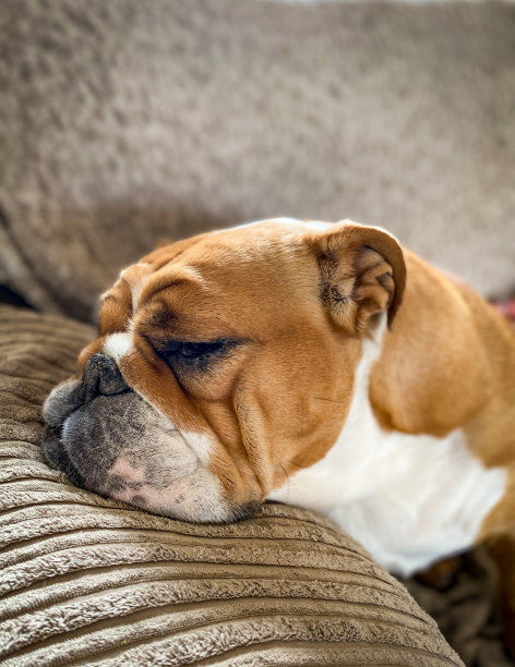 睡在沙发上图片下载