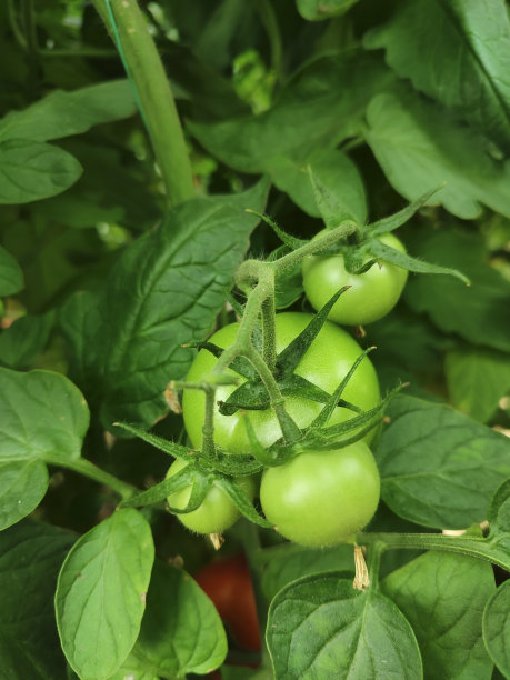 温室里的绿色西红柿图片下载