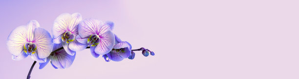 兰花在淡紫色的背景与复制空间图片下载