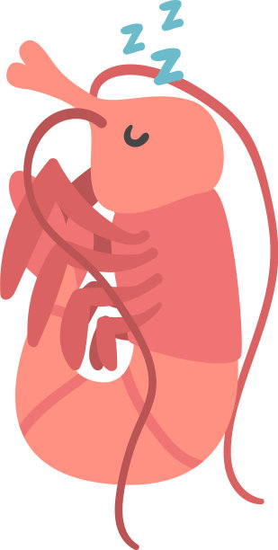 虾的性格是水生哺乳动物和滑稽的脸图片下载