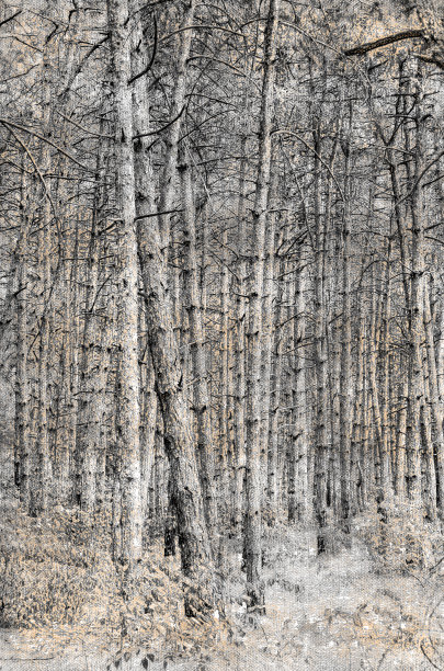 没有叶子的干树。火灾后的松树林。成排的助教图片下载