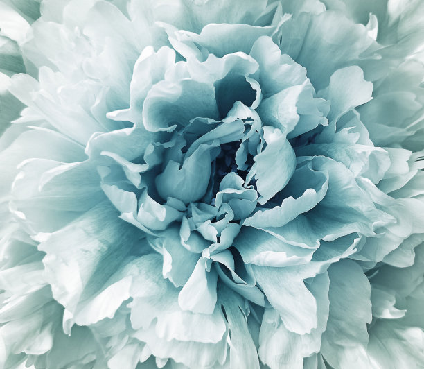 蓝绿色的芍药花。花春背景。特写镜头。大自然。图片下载