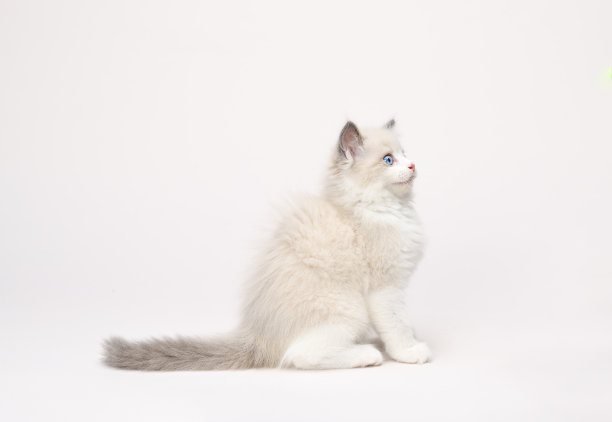 布娃娃小猫的侧面视图图片下载