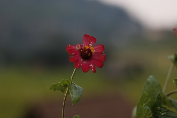 红色的花图片下载