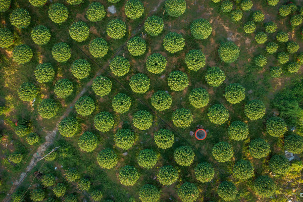 菊花花园图片下载