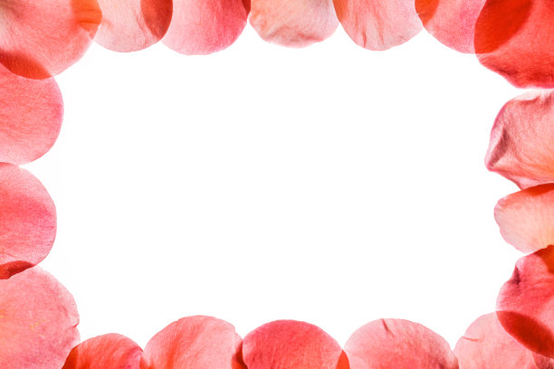 玫瑰花瓣的边界图片下载