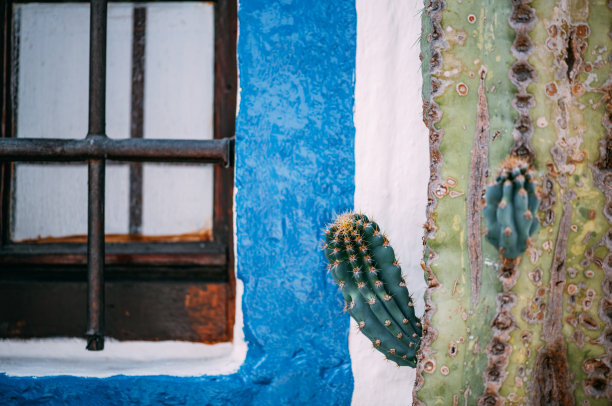 传统地中海房屋前的仙人掌图片下载