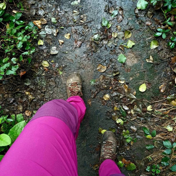 在森林里散步图片下载