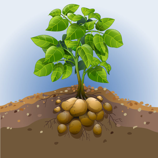 土豆植物图片下载