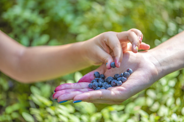 孩子在森林里用手摘蓝莓。在蓝莓灌木丛和森林的背景下，一个成年人和一个孩子的手的特写图片下载