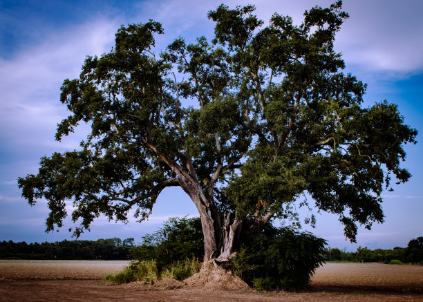 老树分裂图片下载