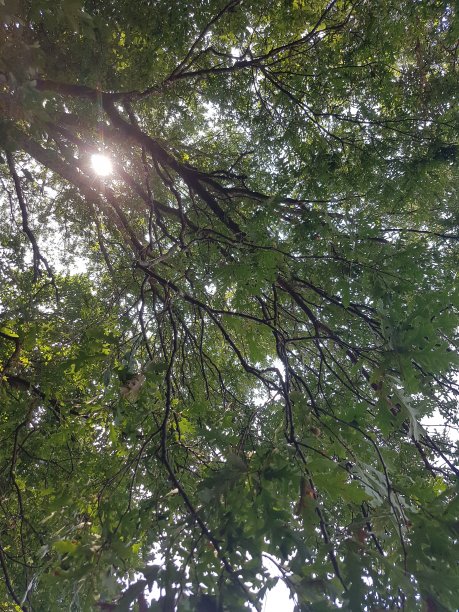 大树干图片下载