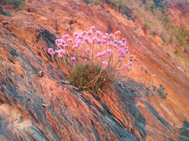 生长在红岩面上的海草植物图片下载