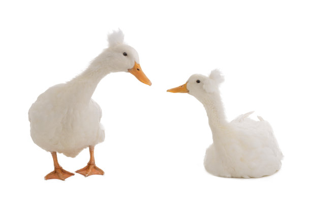 两只鸭子孤立在白色背景上。摄影工作室图片下载