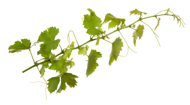 在白色背景上分离的新鲜藤蔓的分枝图片下载