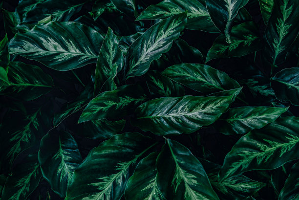 摘要绿叶纹理，自然背景，热带叶图片下载