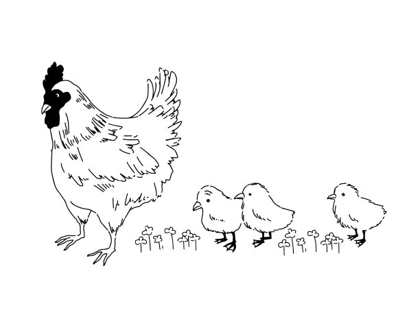 鸡和小鸡与简单的线条画图片下载