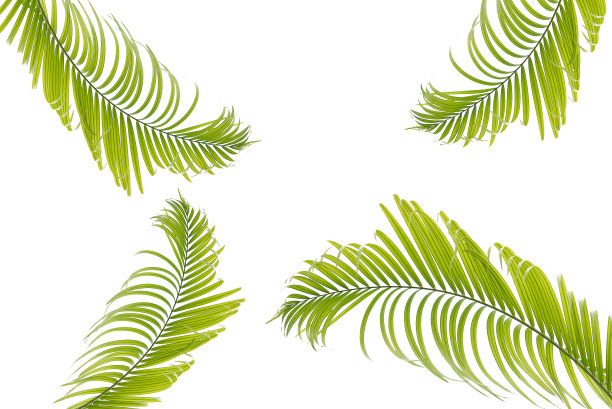美丽的绿色棕榈叶孤立在白色背景，以热带树叶，夏天的背景为设计元素图片下载