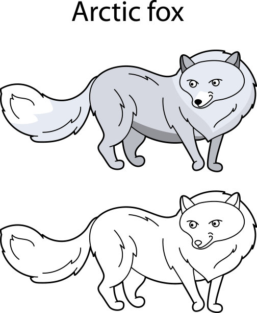 有趣可爱的动物北极狐孤立在白色上图片下载