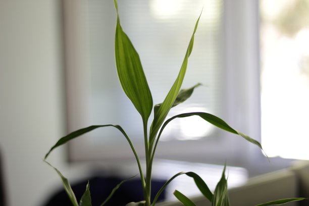 办公室植物图片下载