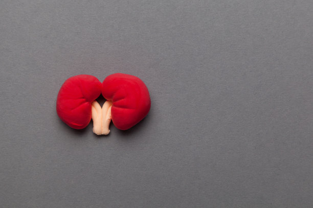 灰色背景上的人类肾脏。泌尿生殖系统疼痛，治疗肾结石。慢性和遗传问题。本空间图片下载