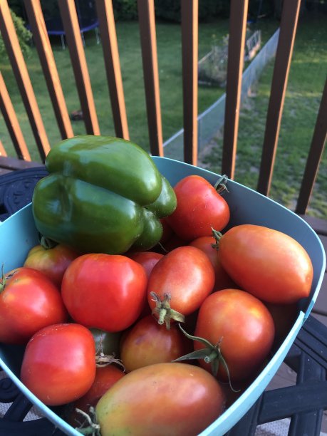 西红柿和青椒图片下载