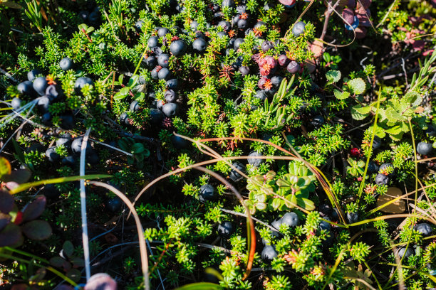 阳光下明亮的越橘图片下载