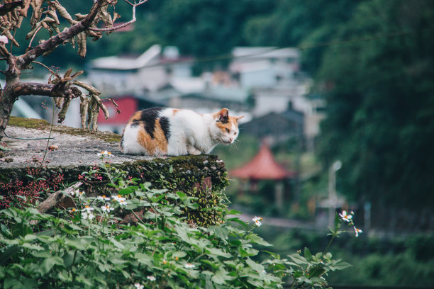 中国台湾新北市猴硐猫村旅游照片图片下载