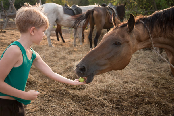孩子给马吃苹果。一个金发女孩用手掌喂一匹棕色的马。男孩给马一顿大餐。好夏天的气氛。美丽温暖的日落阴影图片下载
