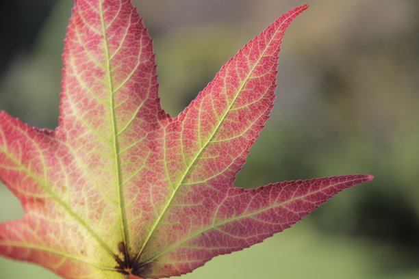 花自然植物图片下载