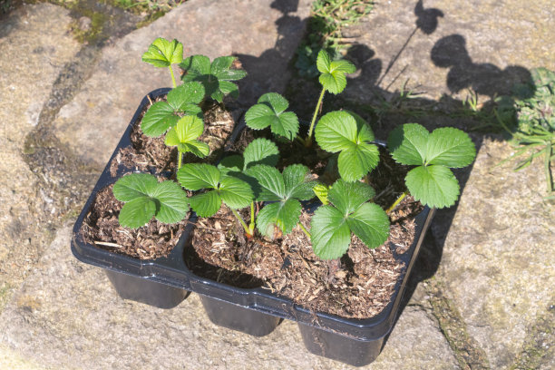 花盆里种着小草莓图片下载