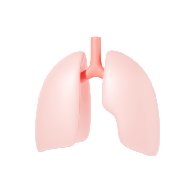 人类的肺图片下载